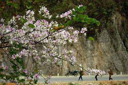 Busy tours of northwest - ảnh 2